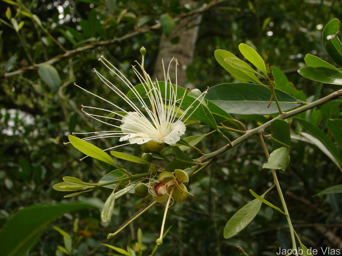 Capparis roxburghii DC.